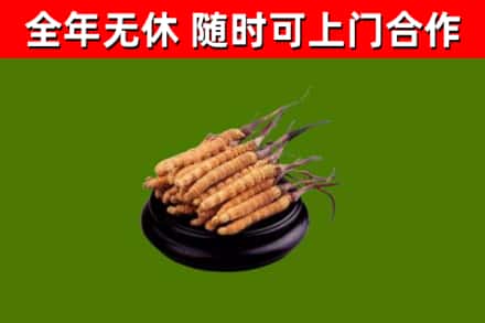 雨湖回收冬虫夏草